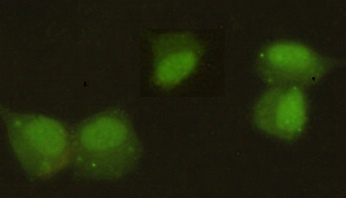 CBX5 Antibody