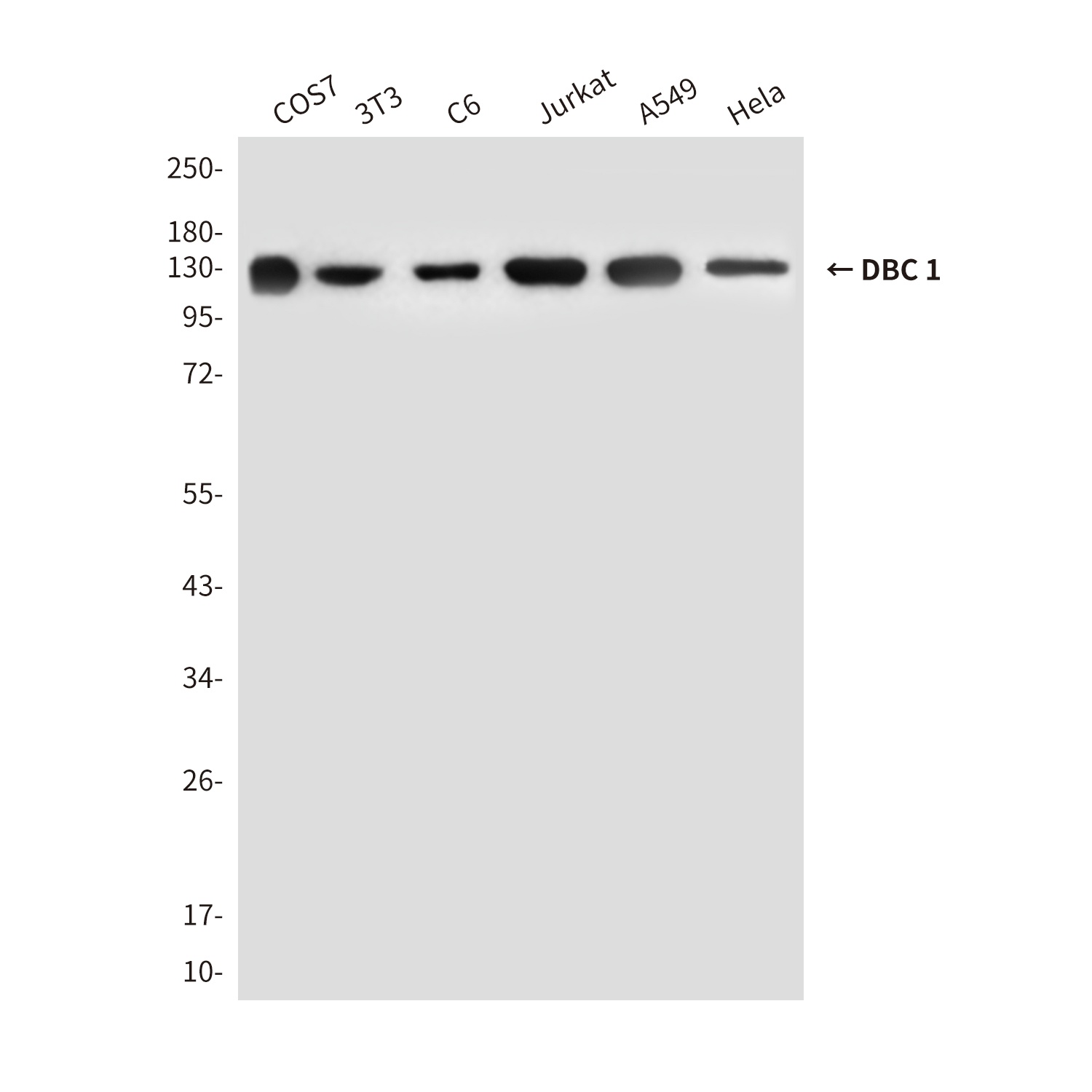 CCAR2 Antibody