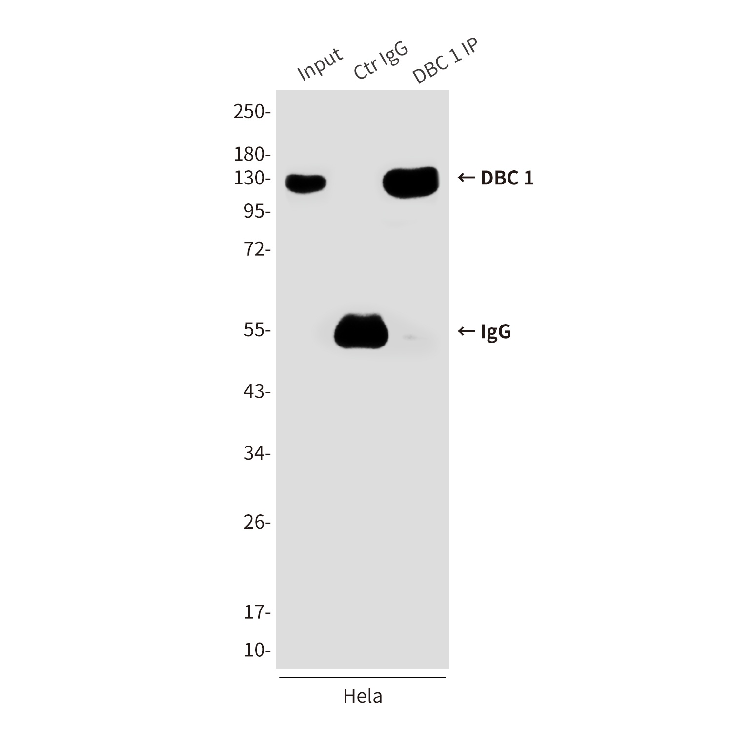CCAR2 Antibody