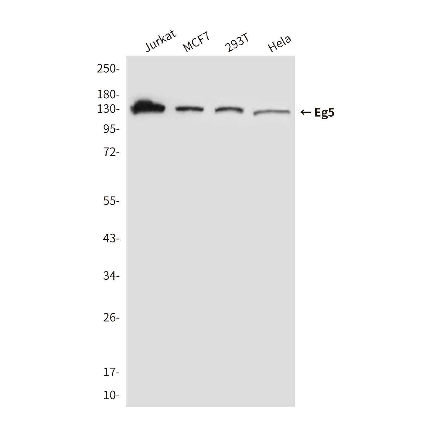 Eg5 (4H3) Mouse mAb