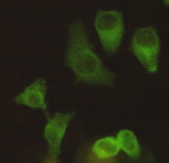 Eg5 (4H3) Mouse mAb
