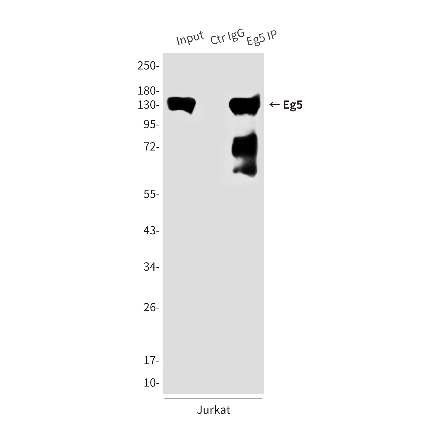 Eg5 (4H3) Mouse mAb