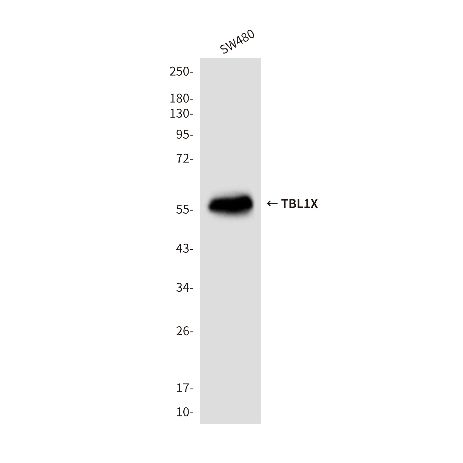 TBL1X Antibody
