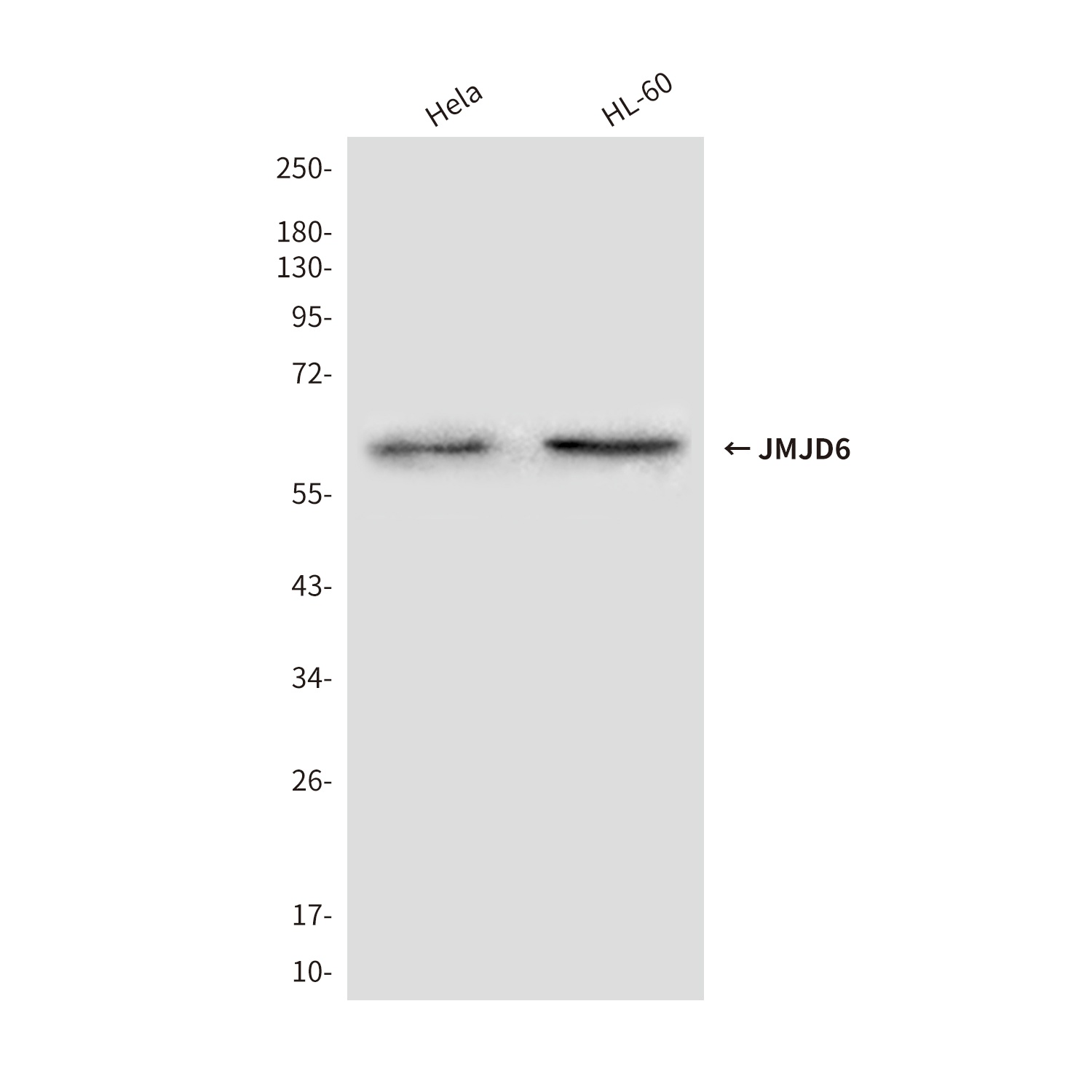 JMJD6 (3G5) Mouse mAb