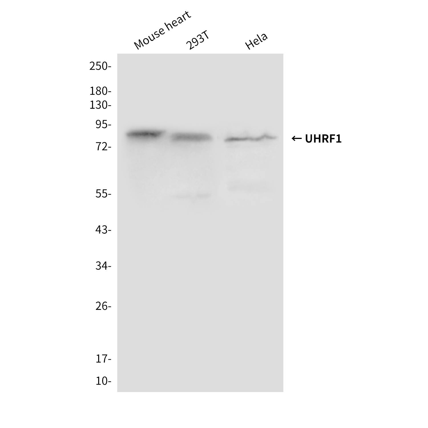 UHRF1 (1H9) Mouse mAb