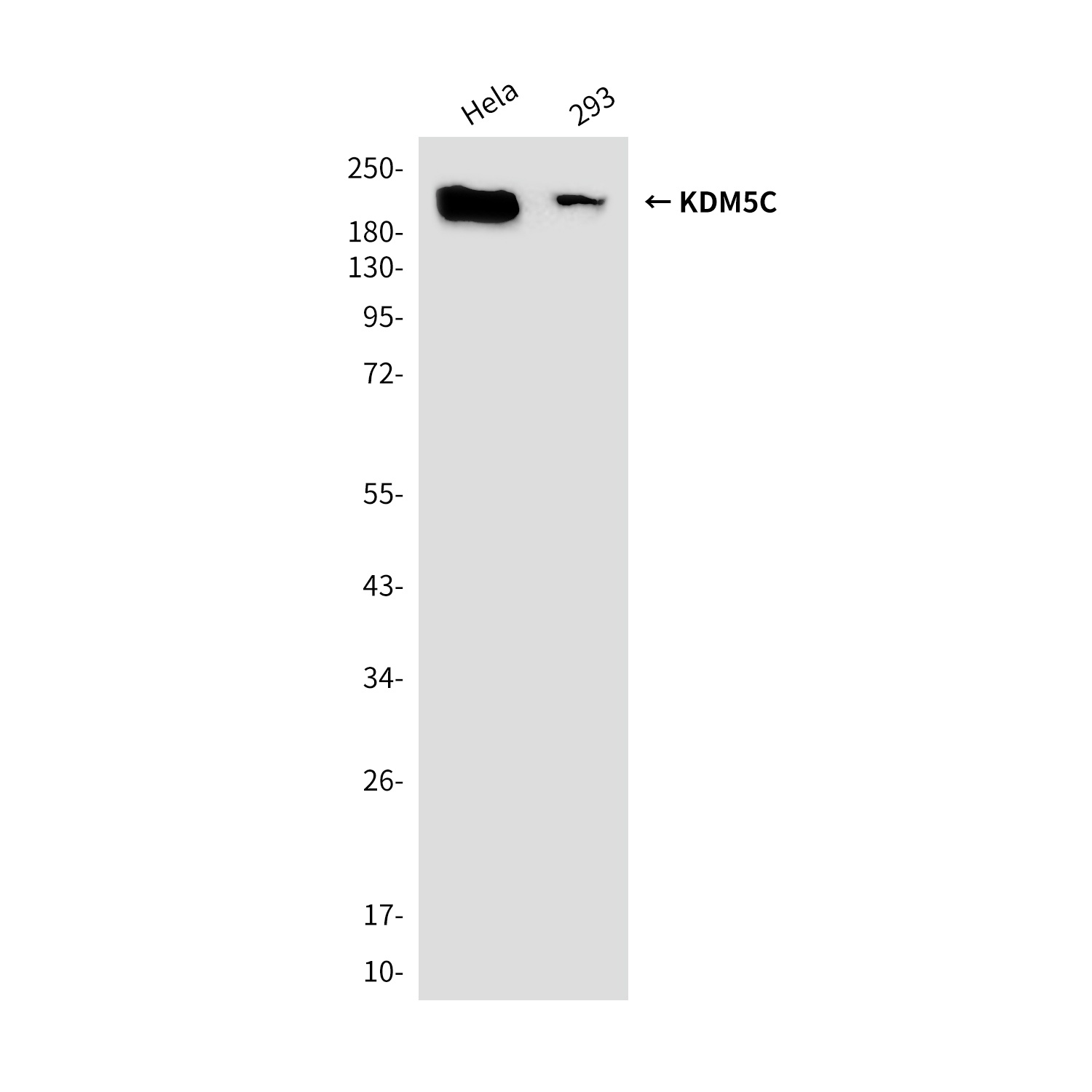 KDM5C (2E4) Mouse mAb