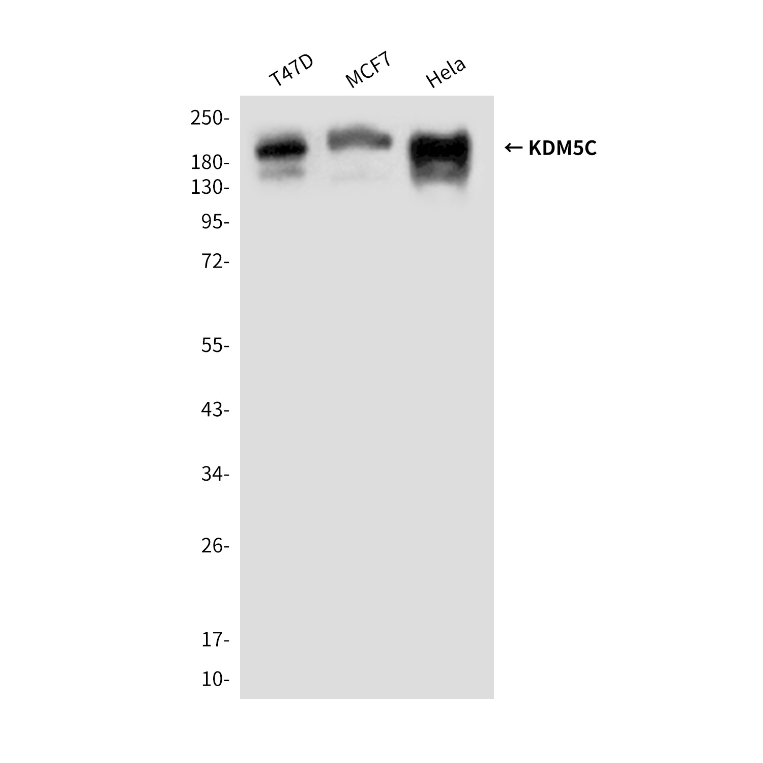 KDM5C Antibody