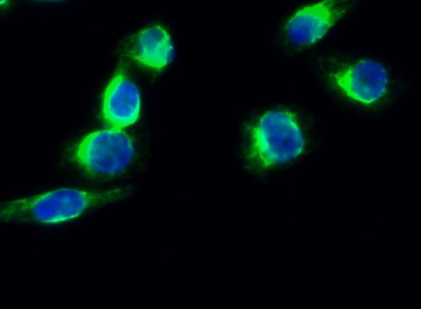 Synapsin 1 Rabbit pAb