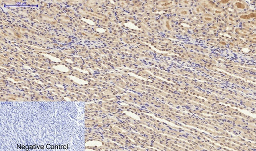 Synapsin 1 Rabbit pAb