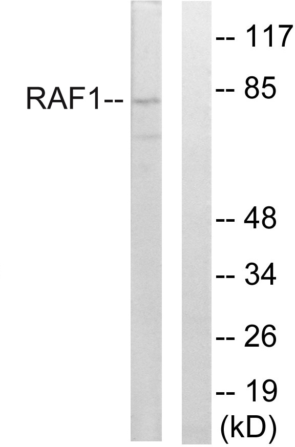 Raf1 Rabbit pAb