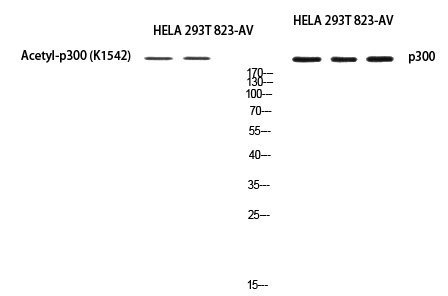 EP300 Antibody