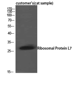 RPL7 Antibody