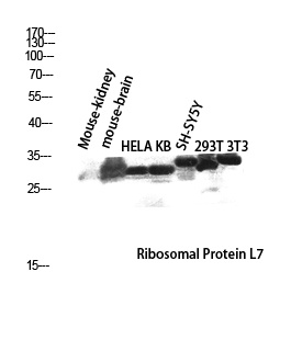 RPL7 Antibody
