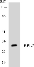 RPL7 Antibody