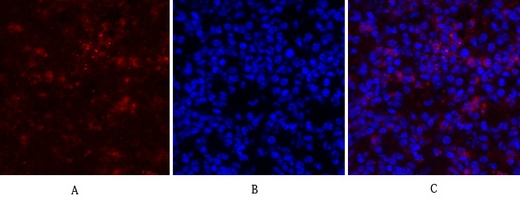 RHOA Antibody