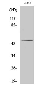 p53 Rabbit pAb