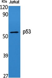p53 Rabbit pAb