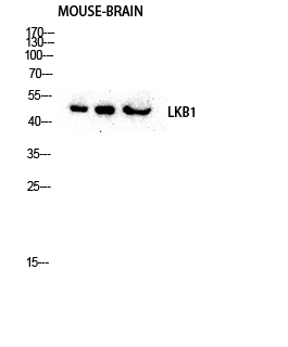 STK11 Antibody