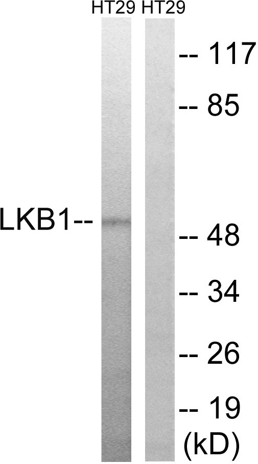 STK11 Antibody