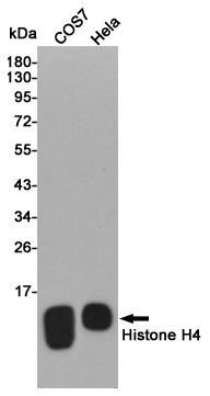 Histone H4 Rabbit pAb
