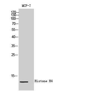 Histone H4 Rabbit pAb