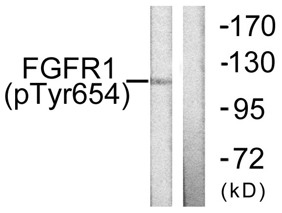 Phospho-FGFR1 (Tyr654) Rabbit pAb