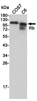 RB1 Antibody