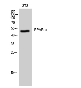 PPARA Antibody