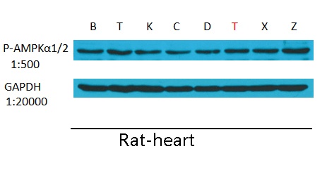 Phospho-AMPK alpha 1/2 (Thr183/Thr172) Rabbit pAb
