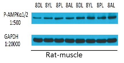 Phospho-AMPK alpha 1/2 (Thr183/Thr172) Rabbit pAb