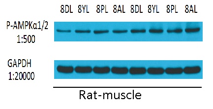 AAPK1/AAPK2 Antibody