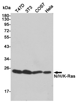 GTPase NRAS+HRAS+KRAS Rabbit Polyclonal Antibody