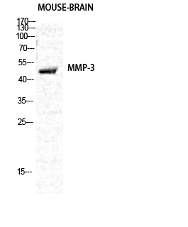 MMP3 Rabbit pAb