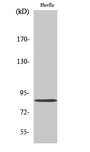 Mitofusin 2 Rabbit pAb