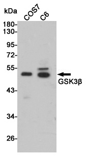 GSK3 beta Rabbit pAb