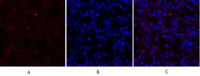 DRP1 Rabbit pAb