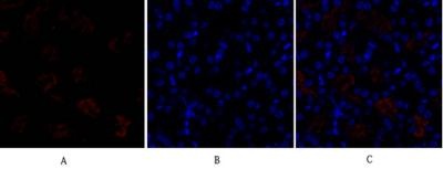 DRP1 Rabbit pAb