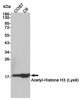 Acetyl-Histone H3 (Lys9) Rabbit pAb