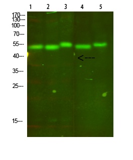 MT-CYB Antibody