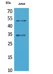 Myoblast Determination Protein 1 Rabbit pAb