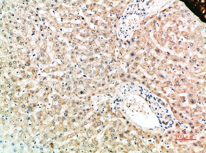 TNFRSF11A Antibody