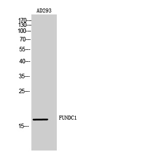 FUNDC1 Antibody