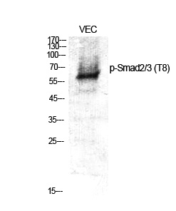 Phospho-Smad2/3 (Thr8) Rabbit pAb