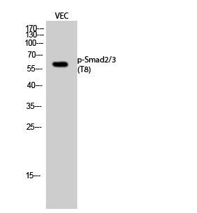 Phospho-Smad2/3 (Thr8) Rabbit pAb