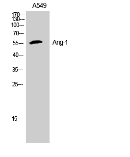 Angiopoietin 1 Rabbit pAb