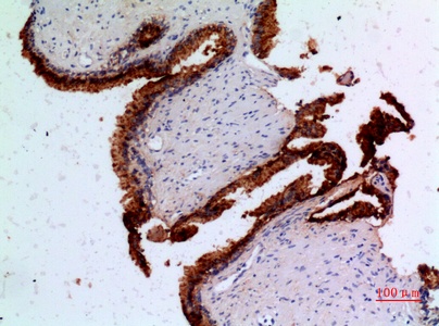 Angiopoietin 1 Rabbit pAb
