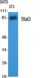 STAT3 Antibody