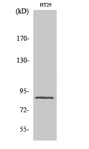 STAT3 Antibody