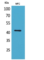 ACTC1 Antibody
