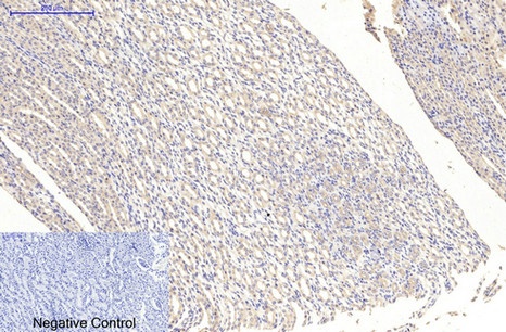 MAP2 (3B5) Mouse mAb